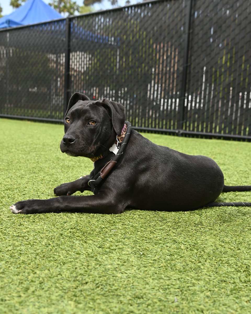 Who doesn’t want a fun, playful puppy? Meet Kris a 5-month-old Lab-Retriever blend &amp; 40 lbs of fun energy! Kris is passionate about fetch. Give him a stuffed toy, &amp; he’ll give you his heart. He loves rolling in the grass, going on walks, &amp; snuggling up with his favorite humans!