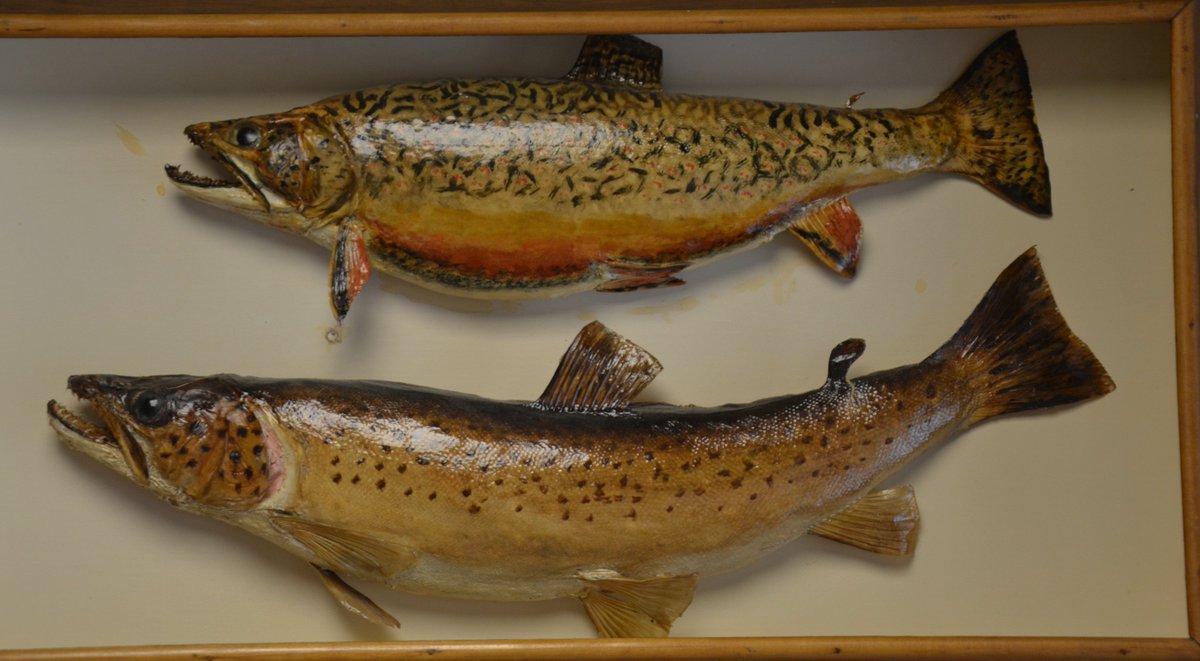 Old trout taxidermy