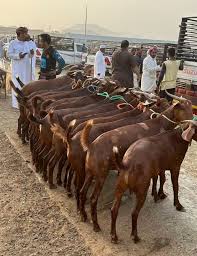 khat322's tweet photo. الاجانب مسيطرين على اسواق المواشي في سبت الجارة سوق محايل بنسبة عالية اين الجهات ذات الاختصاص لماذا لا تخرج لجان مراقبة من الجهات المسؤولة وتضبط المخالفين نطالب الجهات الرقابية بزيارة الاسواق لان غياب المراقبين خلق أجواء فوضى وتلاعب بالأسعار
#بلدية_محايل 
#أمانة_منطقة_عسير https://t.co/1EPplmf1Pj