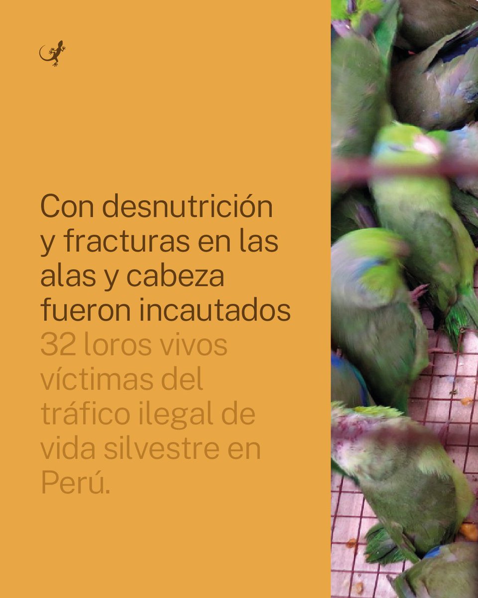 MongabayLatam's tweet photo. 🚨🦜 Con desnutrición y fracturas en las alas y cabeza fueron incautados 32 loros vivos víctimas del tráfico ilegal de vida silvestre en Perú. Hablamos con la bióloga Letty Salinas, sobre las graves consecuencias del tráfico de aves silvestres. https://t.co/ffENPYUqW7 https://t.co/6NXfoifYGu