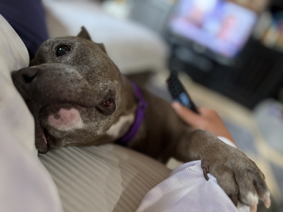 Stand Up For Pits Foundation, Inc (@sufpfoundation) on Twitter photo This little velvet hippo is available for adoption in Los Angeles. Her name is Izzy and she is approximately 7 years old-dog selective and precious as pie. Email info@standupforpits.us for more information. RT!
#adopt #izzy #standupforpits This little velvet hippo is available for adoption in Los Angeles. Her name is Izzy and she is approximately 7 years old-dog selective and precious as pie. Email info@standupforpits.us for more information. RT!
#adopt #izzy #standupforpits