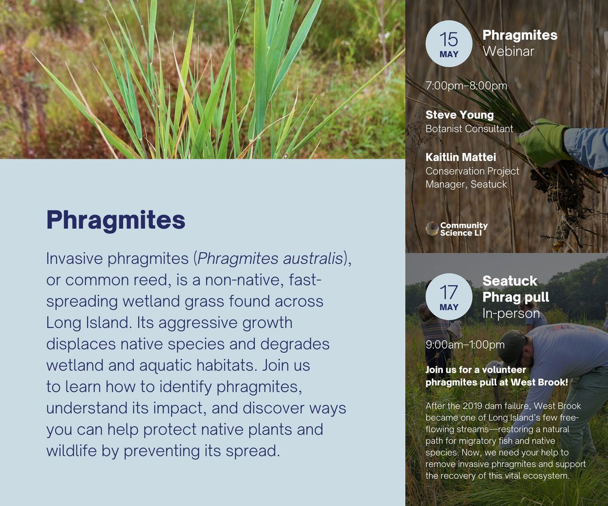 New York Sea Grant (@nyseagrant) on Twitter photo 5/15 (7-8pm) #CommunitySciLI Phragmites webinar: Register: tinyurl.com/Phragmites25; 5/17 invasive plant pull: tinyurl.com/PhragPull25; Series support <a href="/SeatuckEnvAssoc/">Seatuck</a>, <a href="/LISStudy/">LISS</a>, NYSG, <a href="/NYSDOS/">NYS Department of State</a> SSER, <a href="/PeconicEstuary/">Peconic Estuary</a>, LIISMA PRISM #SeaGrantSTEM #SeaGrantCommSci 5/15 (7-8pm) #CommunitySciLI Phragmites webinar: Register: tinyurl.com/Phragmites25; 5/17 invasive plant pull: tinyurl.com/PhragPull25; Series support <a href="/SeatuckEnvAssoc/">Seatuck</a>, <a href="/LISStudy/">LISS</a>, NYSG, <a href="/NYSDOS/">NYS Department of State</a> SSER, <a href="/PeconicEstuary/">Peconic Estuary</a>, LIISMA PRISM #SeaGrantSTEM #SeaGrantCommSci