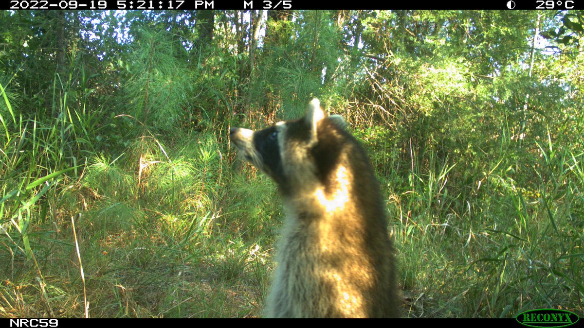 Do you want to learn more about the wildlife in your area and contribute to conservation?

The Snapshot USA project welcomes collaborators from across the U.S., from the desert to the urban jungle. All are welcome to join our collaborative camera trapping initiative. In 2024,