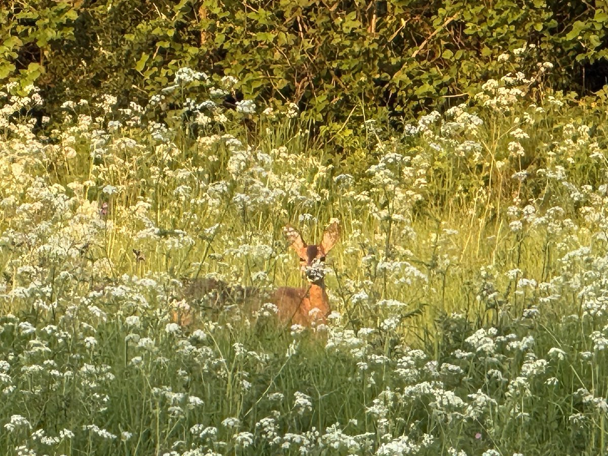 charleswestonmd's tweet photo. Sunset in the cow parsley in Dorset https://t.co/CGwo9s1Wfr