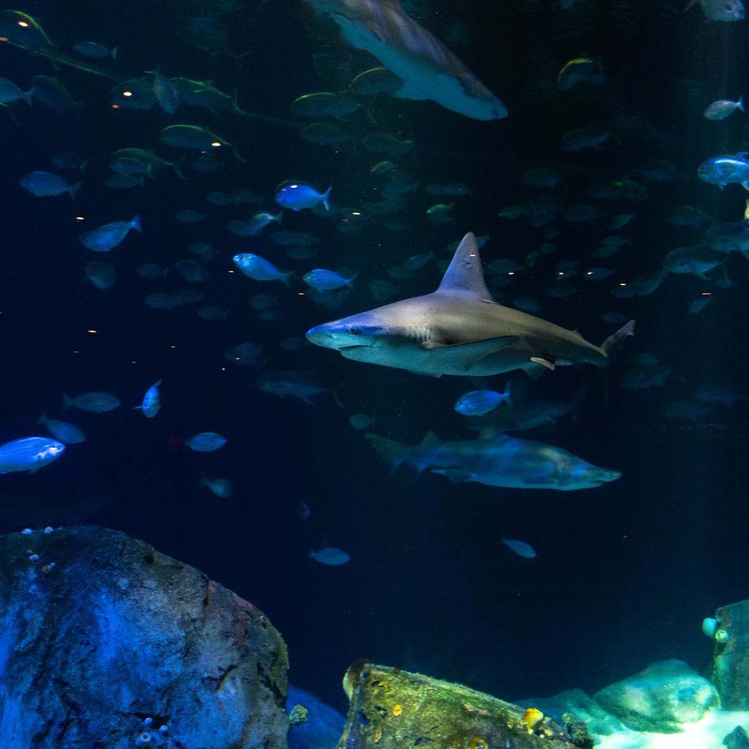 WCS Education (@wcseducation) on Twitter photo Thanks to Ameriprise Financial for supporting Science for ALL at <a href="/nyaquarium/">New York Aquarium</a> this school year, we were able to run field trips for 2,700+ students & teachers from Brooklyn’s Title 1 schools with experiences focusing on STEM fields, marine conservation, & climate change. Thanks to Ameriprise Financial for supporting Science for ALL at <a href="/nyaquarium/">New York Aquarium</a> this school year, we were able to run field trips for 2,700+ students & teachers from Brooklyn’s Title 1 schools with experiences focusing on STEM fields, marine conservation, & climate change.