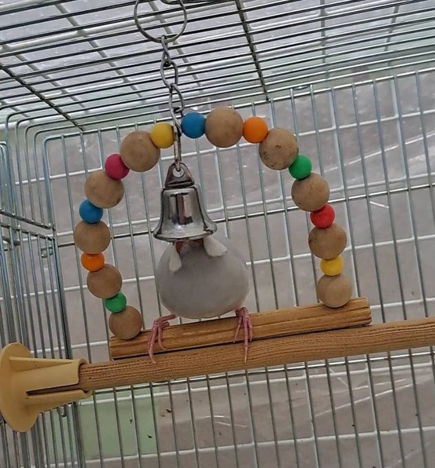 SAKURA281531190's tweet image. 🔴小鳥玩具の注意喚起

文鳥ブランコの鈴ですが鉛製のものは要注意⚠

鉛中毒の危険があるため、我が家ではステンレス製に交換しています。
❇️小さな命❇️を守るために、素材チェック、大事です！

#文鳥 #小鳥のいる暮らし #鳥の健康 #鉛中毒に注意 #鳥グッズ見直し