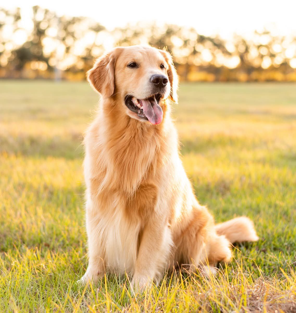New advanced screening tests for tick-borne diseases in dogs.  Three Ehrlichia species, two Anaplasma species, alongside heartworm (Dirofilaria immitis) antigen, and antibodies to Lyme. lymedisease.org/screening-test…