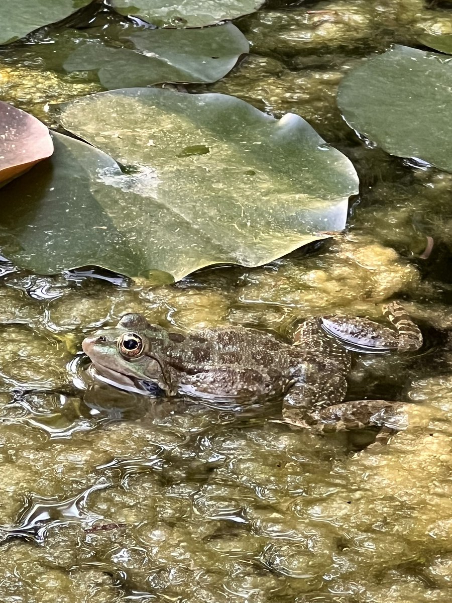 Zeb Soanes (@zebsoanes) on Twitter photo This is one of the culprits of the amphibian rumpy-pumpy that kept us awake last night. Thanks to <a href="/joannasimon/">joanna simon</a> he now has a name: Rana Ridibunda — or Randy to his mates 🐸 This is one of the culprits of the amphibian rumpy-pumpy that kept us awake last night. Thanks to <a href="/joannasimon/">joanna simon</a> he now has a name: Rana Ridibunda — or Randy to his mates 🐸