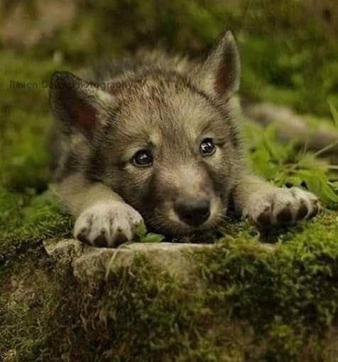 Wolf (@wolflope) on Twitter photo 