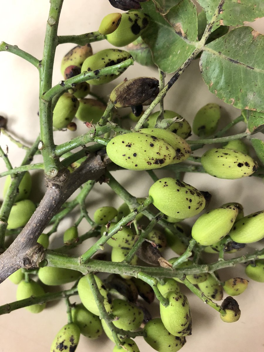 The Pistachio + Walnut Doctor tweet media