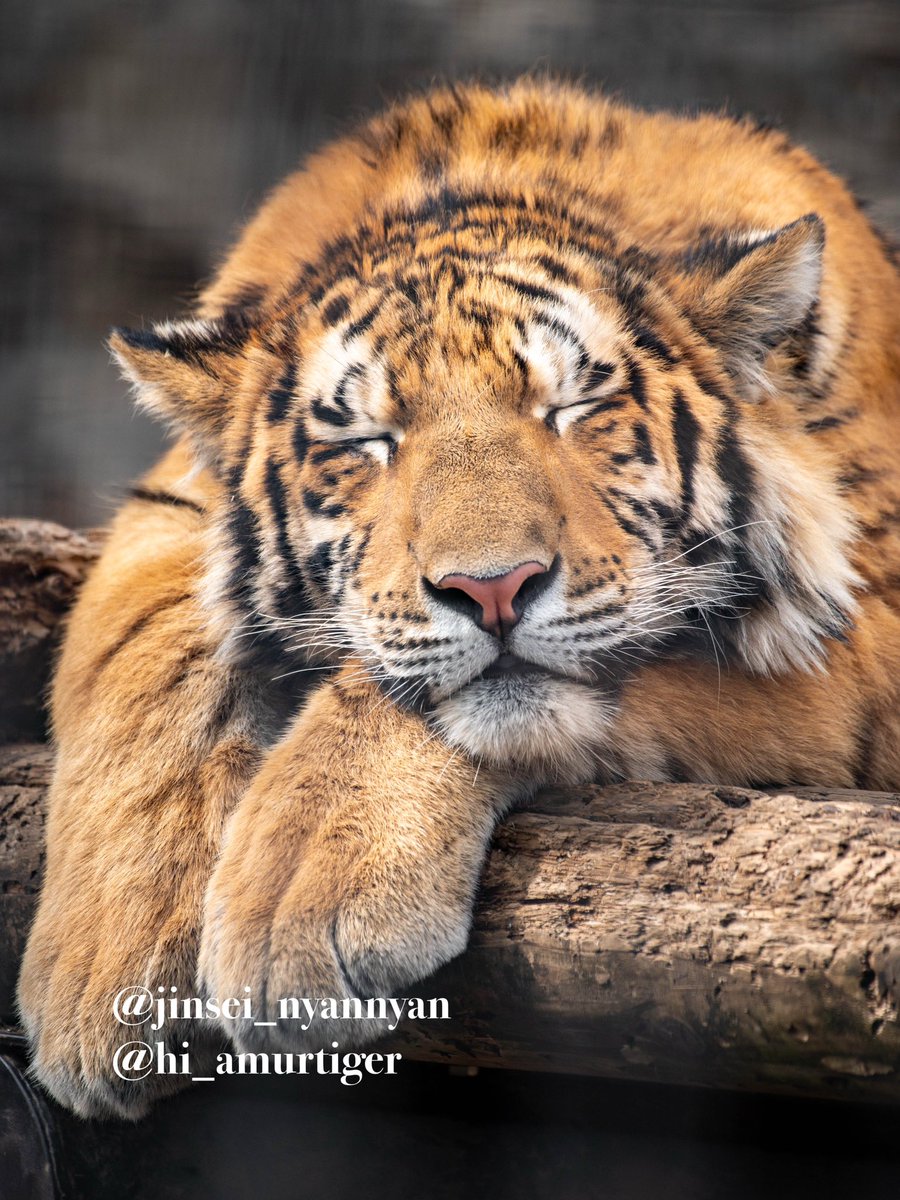 癒しすぎる寝顔