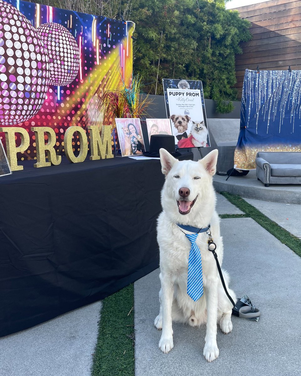 PUPPY PROM IS THIS SUNDAY!👑💙

Gentlepups, get your tuxes pressed. Ladies, glam up and fluff those gowns, it's Puppy Prom Time! Join us at McGregors Bar &amp; Grill from 11 am to 1 pm for a PAWbulous day.🐾✨

Visit animalcenter.org/puppyprom for more details!