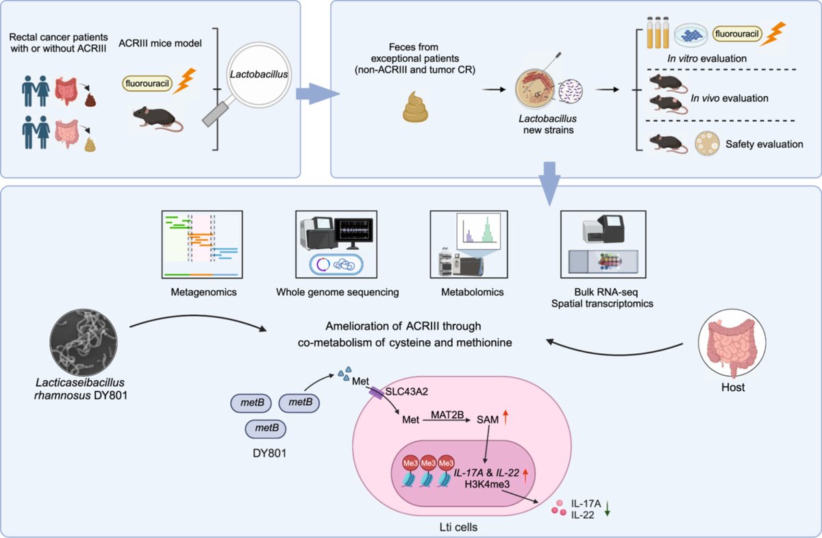 iMeta (@imetascience) on Twitter photo Gut‐derived #Lactobacillus from exceptional responders mitigates #chemoradiotherapy‐induced intestinal injury through methionine‐driven epigenetic modulation onlinelibrary.wiley.com/doi/full/10.10… #methionine #microbiome #Cancer #MedTwitter <a href="/wileymicrobio/">Wiley Microbiology</a> <a href="/WileyOnc_Hem/">Wiley Oncology & Hematology</a> <a href="/WileyBiomedical/">Wiley Biomedical Science</a> Gut‐derived #Lactobacillus from exceptional responders mitigates #chemoradiotherapy‐induced intestinal injury through methionine‐driven epigenetic modulation onlinelibrary.wiley.com/doi/full/10.10… #methionine #microbiome #Cancer #MedTwitter <a href="/wileymicrobio/">Wiley Microbiology</a> <a href="/WileyOnc_Hem/">Wiley Oncology & Hematology</a> <a href="/WileyBiomedical/">Wiley Biomedical Science</a>