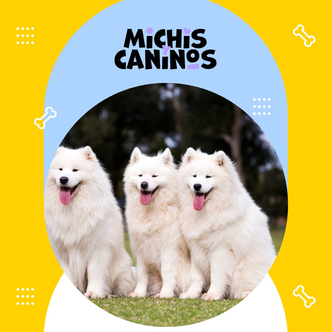 🐾💡 Algunos perros aprenden palabras. Otros leen tus emociones. ¿Cuál es más inteligente? Te contamos 👉 michisycaninos.com