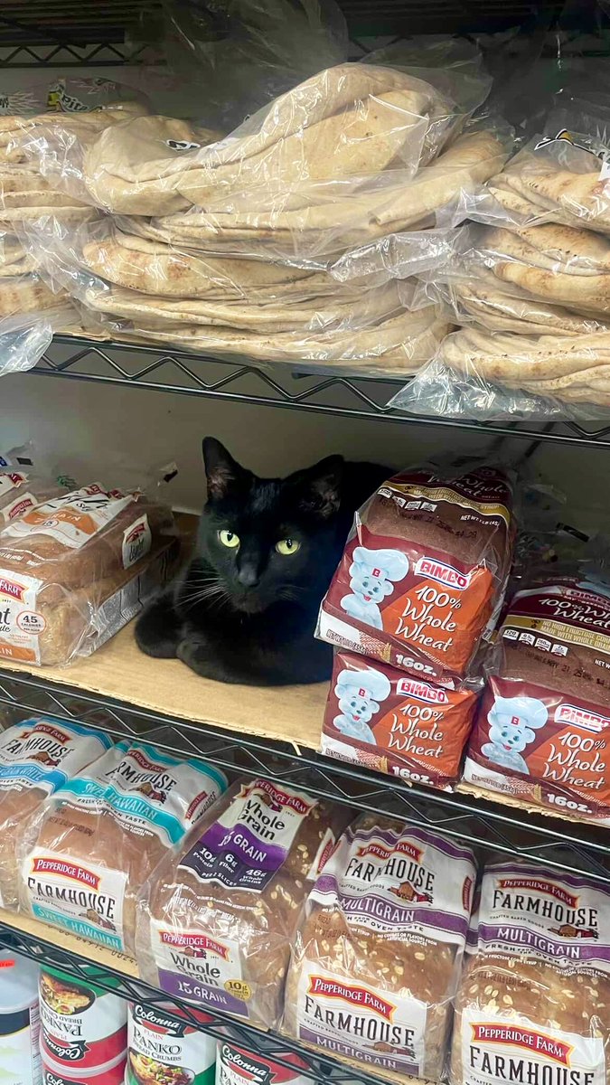 Breaded Cats (@breaded_cats) on Twitter photo 