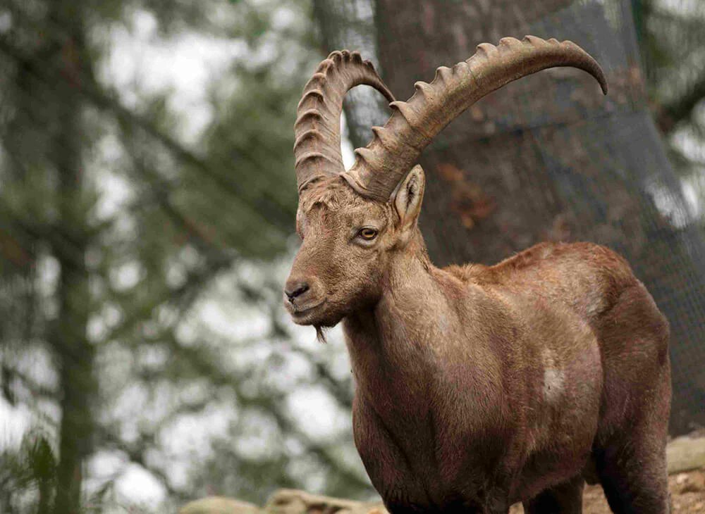 historyinmemes's tweet image. The Pyrenean ibex went extinct in 2000 when a tree fell on the last one. In 2009 her clone died, making it the only species to have gone extinct twice.