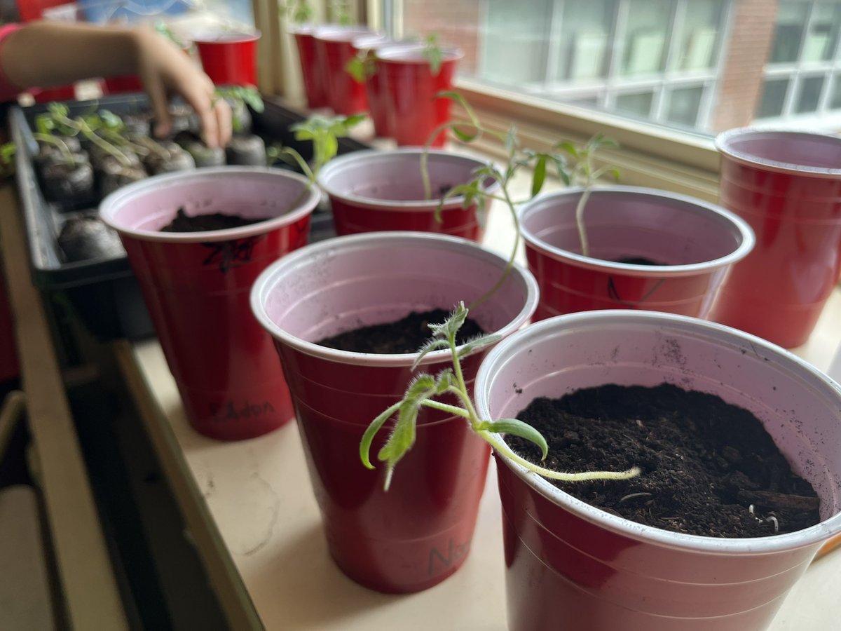 McM_MsT's tweet photo. Wow ๐คฉ repotted our ๐ฑseedlings๐ชด& they are growing beautifully! Students will take some home & we check them waiting in anticipation for any flowering
@Tomatosphere one packet of seeds๐ฑspent time on the #InternationalSpaceStation but which one?๐
#tomatosphere @LetsTalkScience https://t.co/xDyekglyJV