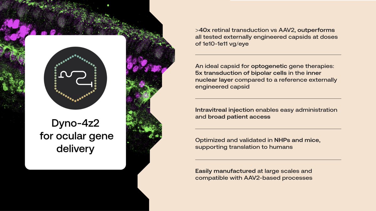 Dyno_Tx's tweet image. Here’s a recap of the data we presented at #ASGCT25 this afternoon on our newest eye capsid: Dyno-4z2!
As shared by Dr Amanda Miles in her talk, Dyno-4z2 is a breakthrough capsid for ocular delivery, with highly efficient delivery to the retina through intravitreal injection,…