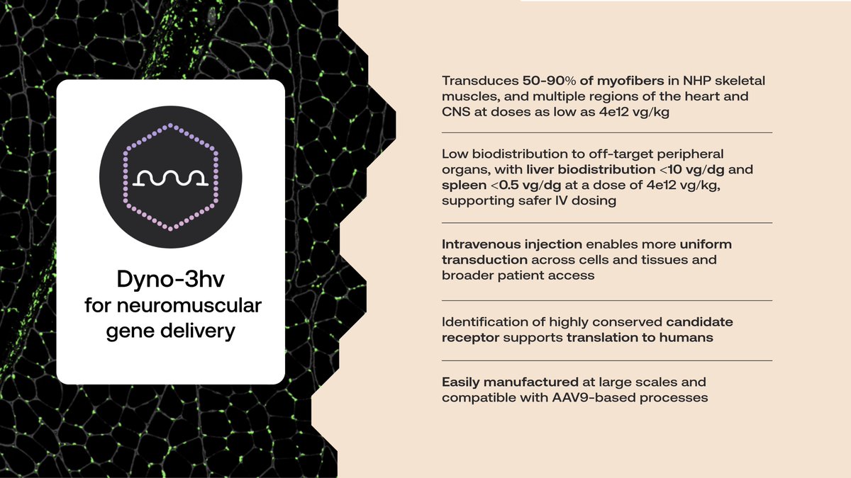 Dyno_Tx's tweet image. Here’s a recap of the data we presented at #ASGCT25 this afternoon on our newest neuromuscular capsid: Dyno-3hv!
As shared by Dr Megan Cramer in her talk, Dyno-3hv is the first capsid of its kind optimized for highly efficient delivery to the multiple tissues affected by…