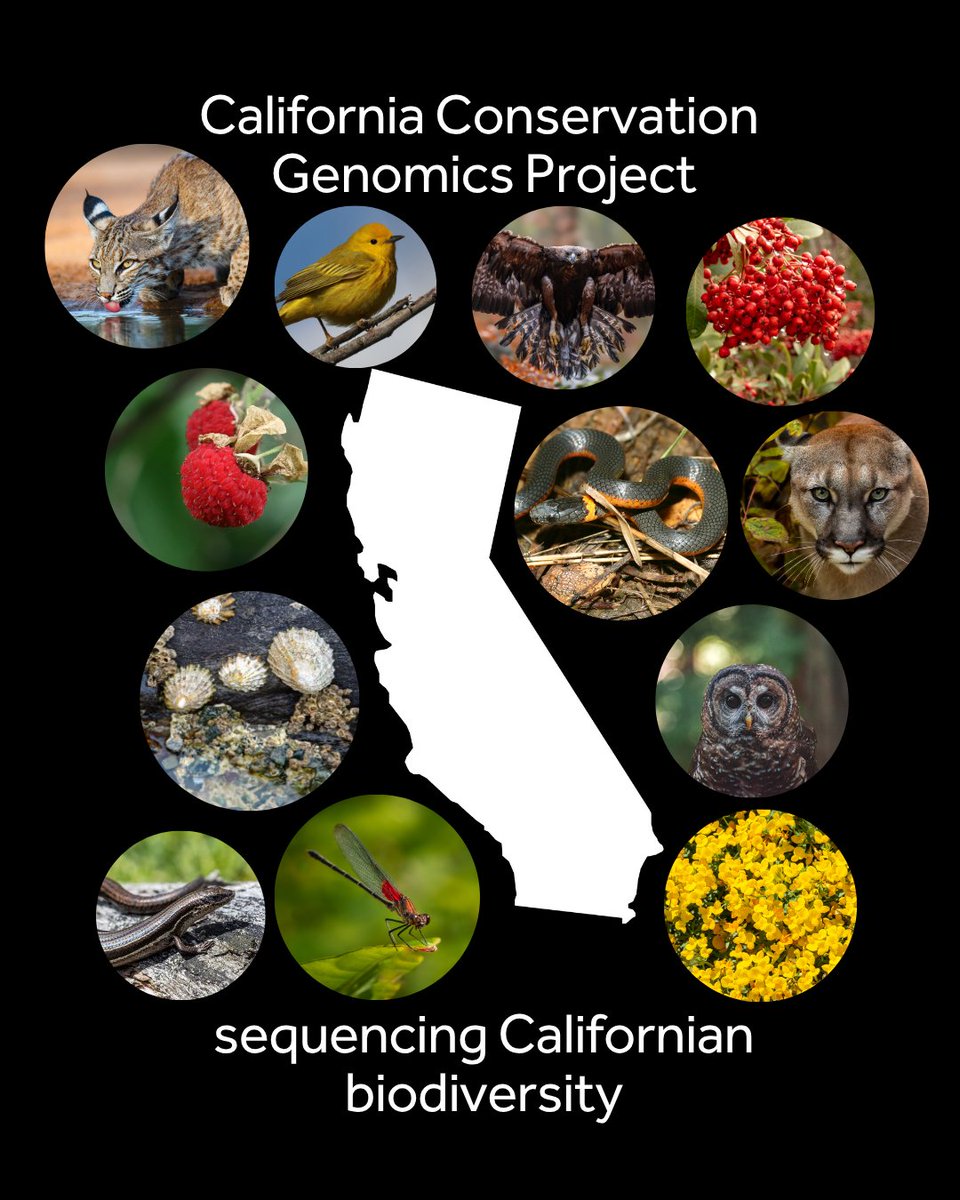 #Fantastic #news: EBP-affiliated California Conservation Genomics Project (CCGP) has made huge progress sequencing #Californian biodiversity. The CCGP is a consortium of 100+ #conservation #scientists from across the state of #California. Together CCGP generated 144 high-quality