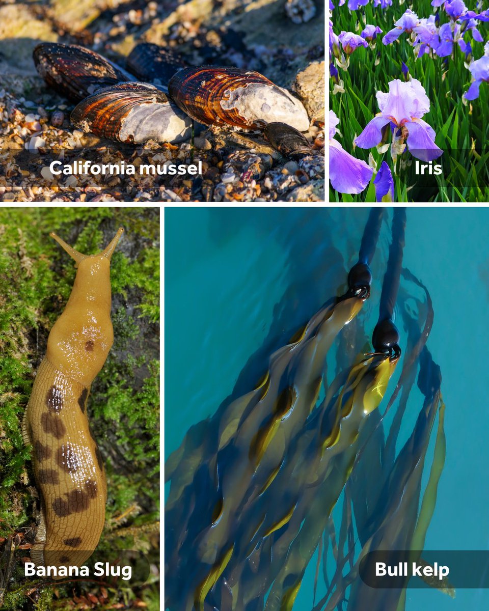 These #genomes include species from 135 #genera showcasing the vast #diversity this project encompasses. From the #endangered Giant Kangaroo Rat to the critically endangered Black Abalone, these genomes are already #advancing #research into California’s most #threatened #species.