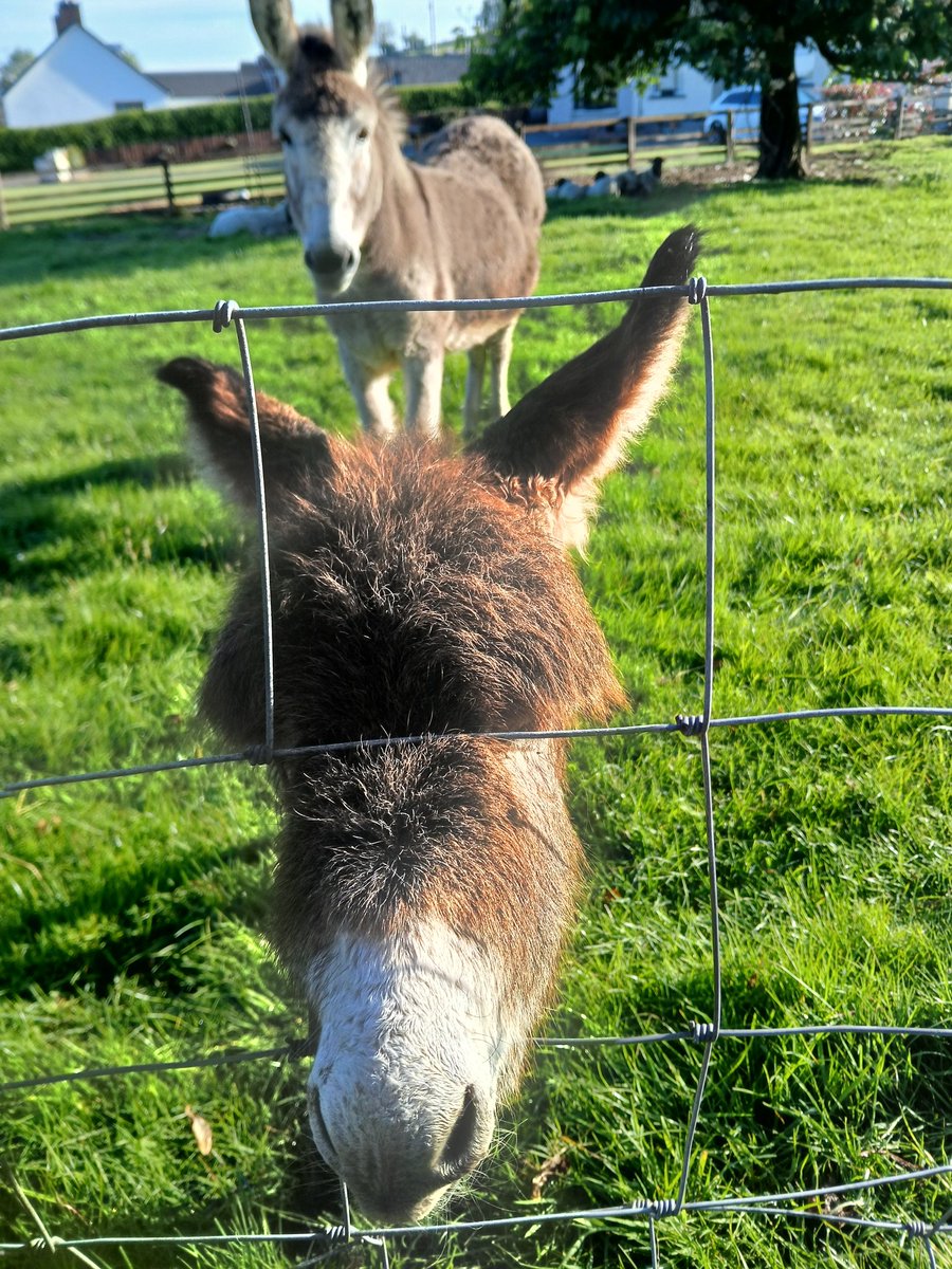 Day 14 of #walkamileadayinmay and <a href="/SouthernHSCT/">Southern Trust</a> learning and development team are still loving danders in the sun and meeting the cutest furry friends on the way. 😍