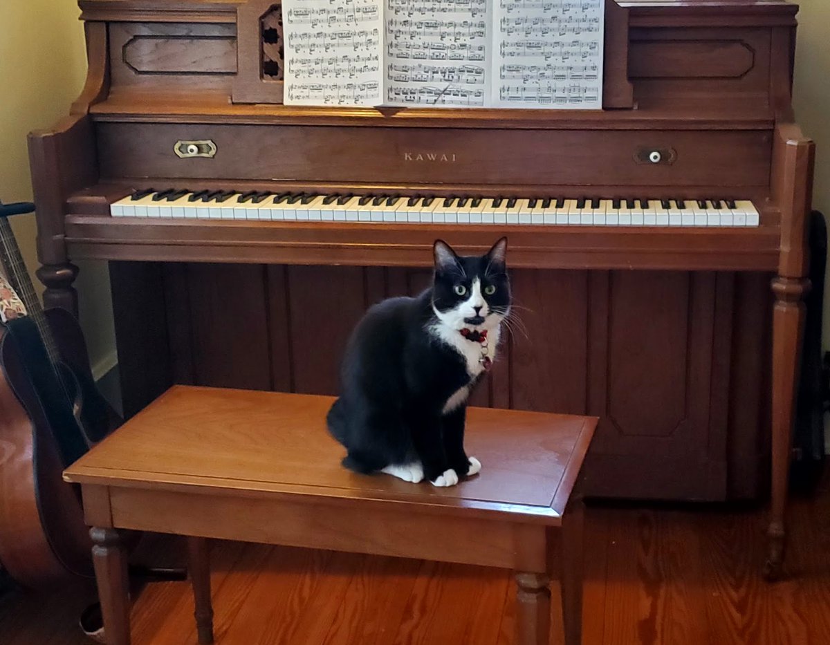 beccagohnmusic's tweet image. planning her next concerto
#catvibes