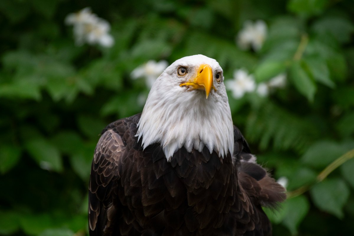 Bald eagles soared back from the brink of extinction thanks to the Endangered Species Act and strong habitat protections. Now a proposed rule threatens to weaken those safeguards for all wildlife. Submit your comment in support of strong ESA protections at regulations.gov