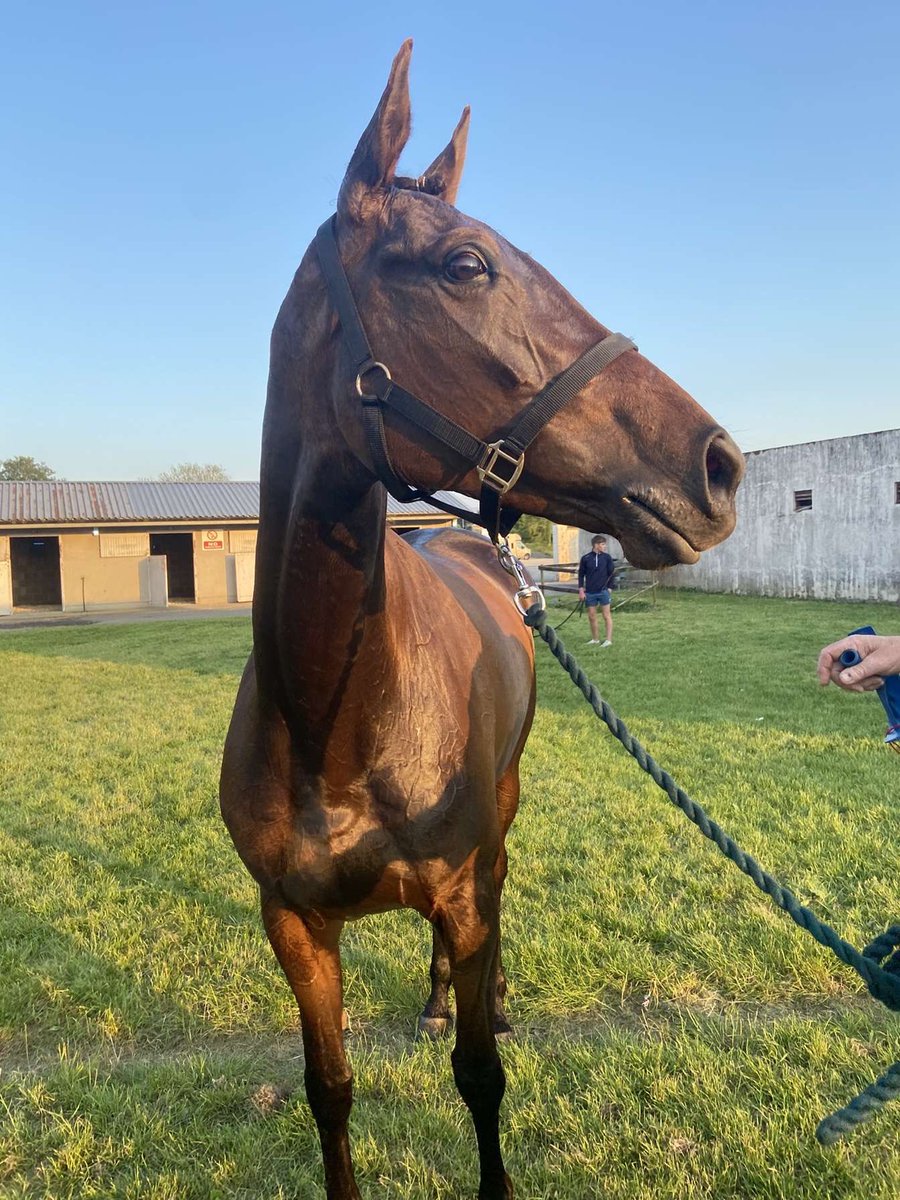 Terence O’Brien Racing (@tob_racing) on Twitter photo 🏆WINNER WINNER🏆
Midnight Fairy wins today in Tipperary under a super Johnny Shinnick ride.
Congratulations to all connections 🥳🏆🐎🏇
<a href="/Southern_Fuels/">Southern Fuel & Farm Supplies Ltd</a>
<a href="/REDMILLSHorse/">Connolly's RED MILLS</a> 🏆WINNER WINNER🏆
Midnight Fairy wins today in Tipperary under a super Johnny Shinnick ride.
Congratulations to all connections 🥳🏆🐎🏇
<a href="/Southern_Fuels/">Southern Fuel & Farm Supplies Ltd</a>
<a href="/REDMILLSHorse/">Connolly's RED MILLS</a>