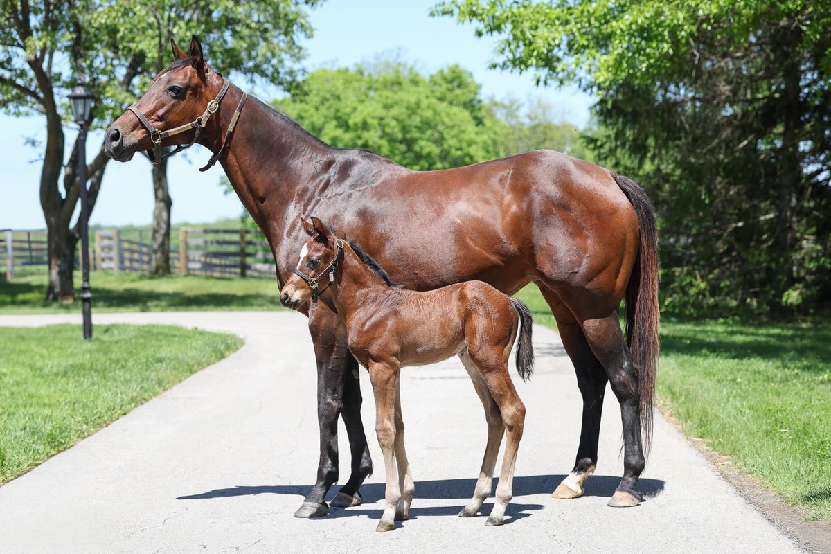 R CALLI KIM (REVOLUTIONARY) <a href="/twoeight_racing/">Jayson Werth</a> and her 2025 FLIGHTLINE colt.