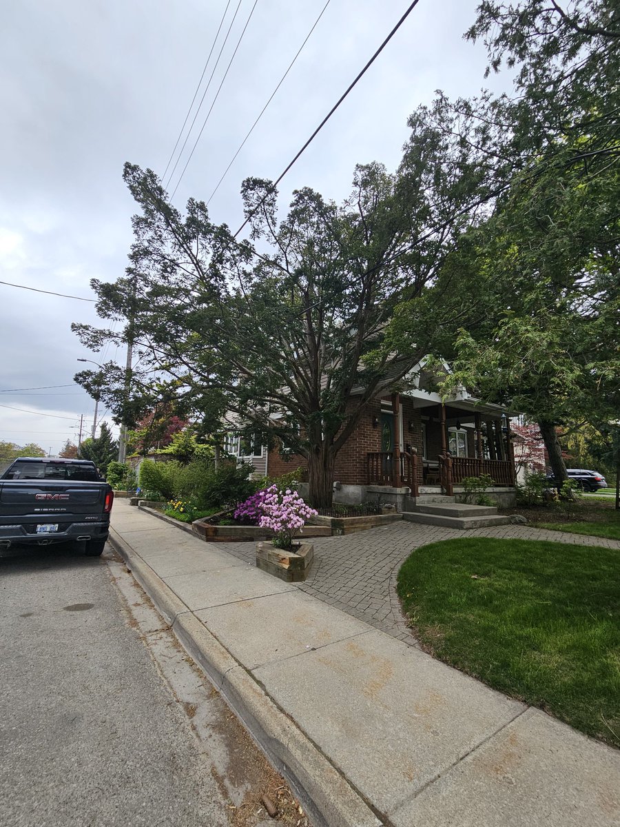 Impressive Yew (taxus) in the left front corner of this house. House is 120 years old and the yew likely to be original to house. Wow