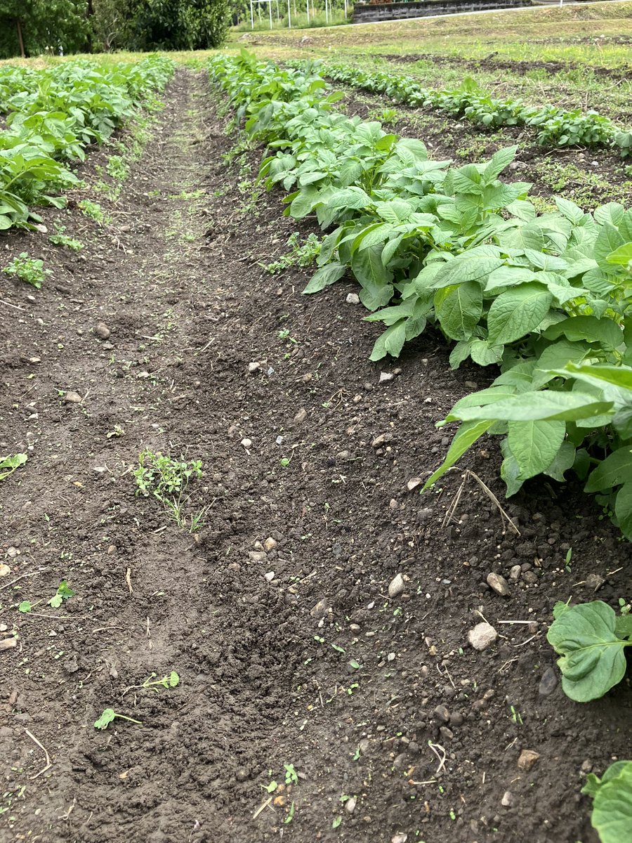 雑草が生えてくるのが怖い
あと一回土寄せしたら収穫までもつか