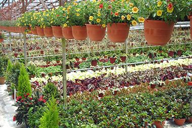 MUExtAgEnviron's tweet image. Gather up your plants, seeds or gardening supplies and bring them to The Golden Acres clubhouse for a fun-filled plant swap with MU Extension! 🌺🪴All are welcome on May 17 in Independence for the event. extension.missouri.edu/events/golden-…