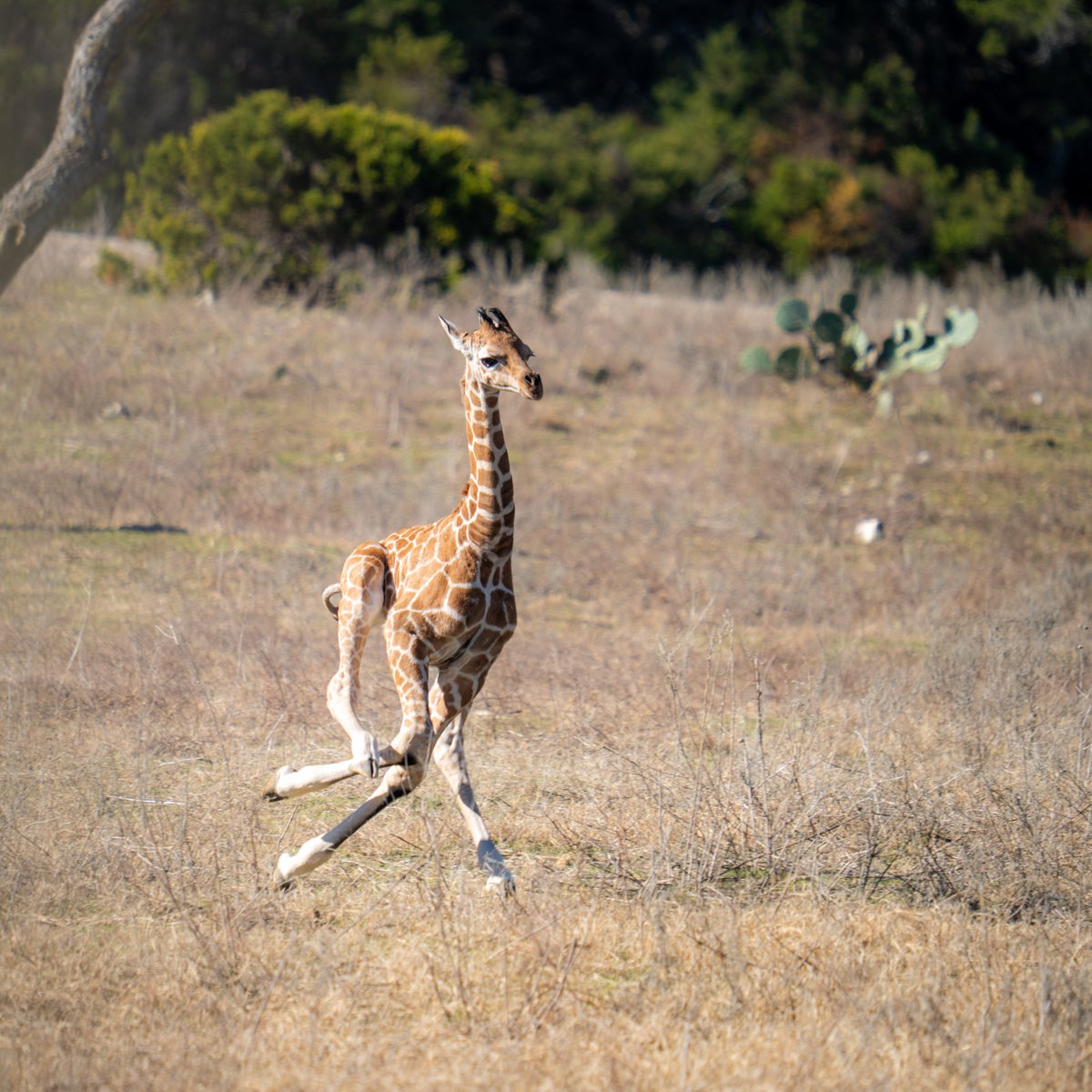 Fossil Rim Wildlife Center tweet media