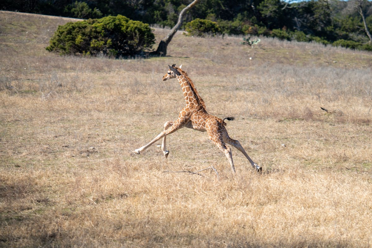 Have you ever seen a giraffe running? One of this year's giraffe calves, Freddy, is more than happy to show you how it's done 🏃