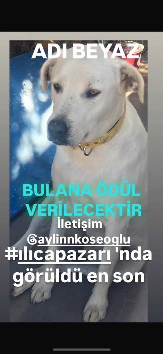 Seni 1 mayıstan beri arıyoruz senin için öldü dediler 😔 senin öldüğün yeri belediye çalışanlarına  hepsine sorduk kimse almamış ne oldu sana kuzum seni kim çaldı lütfen paylaşın ödül vericez 🙏❤️