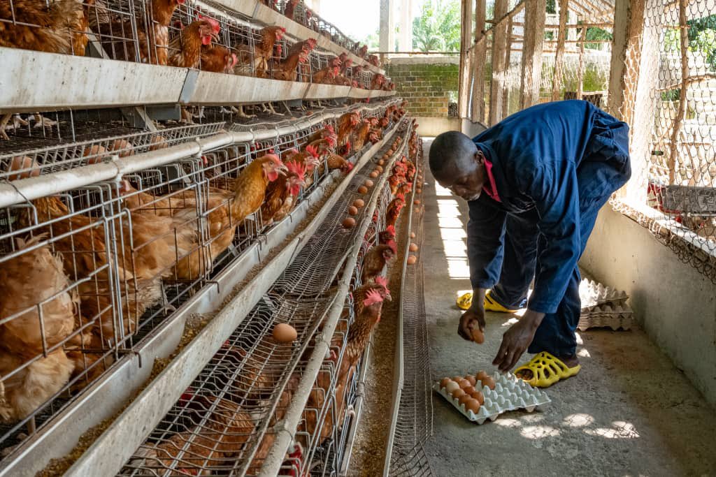 Henry Musa Kpaka tweet media