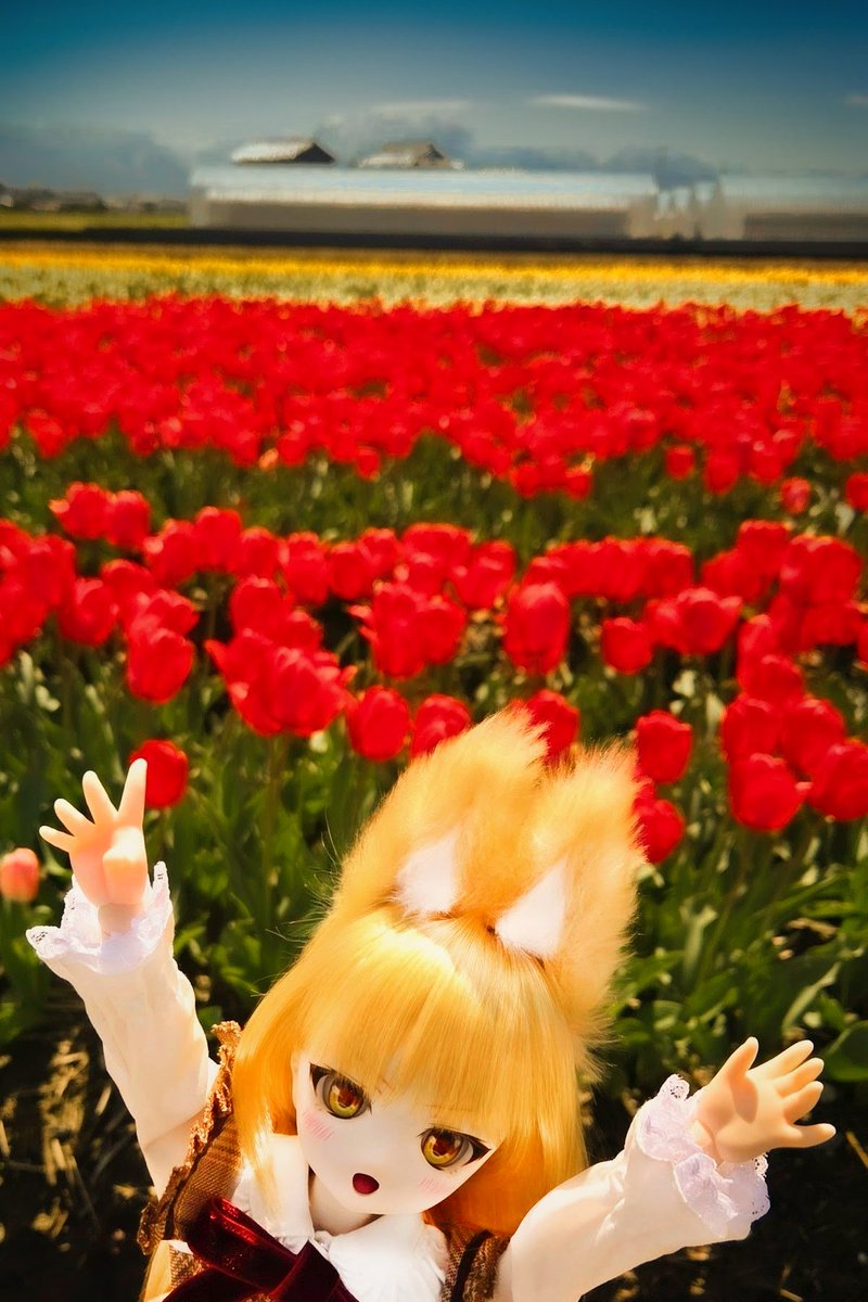 さいたー さいたー
チューリップの花がー♪