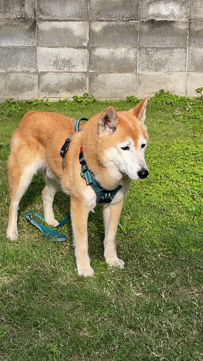 おはようございます♫♬静岡ホビーショー業者日2日目です🎶グッスマ✖️MAX✖️ウェーブ3社合同という奇跡のようなブースが出来上がりました。ウェーブの静岡出展は実に20年ぶりとのことです♫#静岡ホビーショー2025 #ロンさん