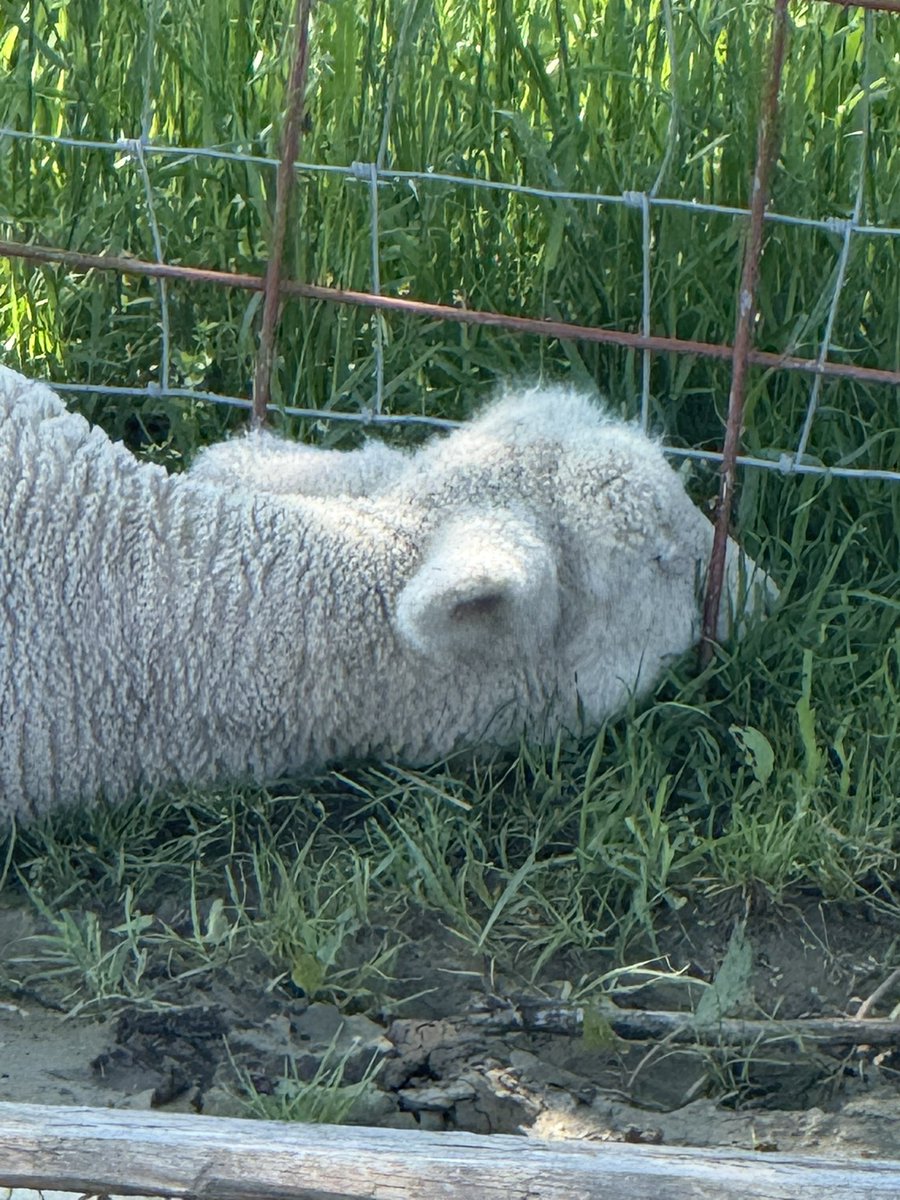 Owning livestock is an all-consuming, soul-shattering, breathtakingly beautiful ordeal. It’s a divine dance of life and death, joy and heartache, wrapped into one relentless, glorious chaos.

We love to reveal the shimmering, magical moments—the chicks breaking through their