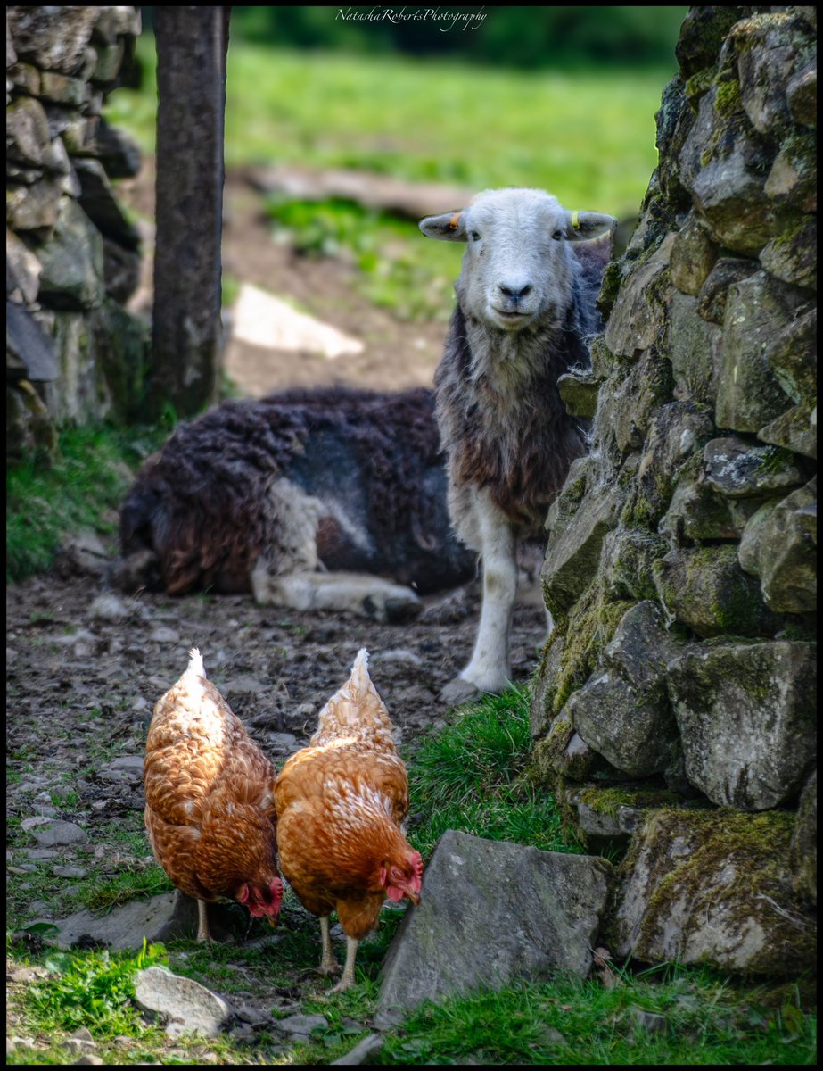 Natasha Roberts Imagery tweet media