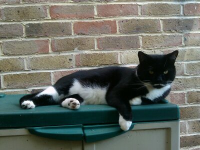 HI #MOGYOGGIES! 😺💖🧘‍♂️
OUR NEXT #MOGYOG POSE on MON 2 JUNE at 8pm UK time is #BALANCE! 😹🧘

This is a great pose fur focusing the mind an enhancing your physical stability! 😺🐈‍⬛💕

Here I demo #balance, firstly, on a fence an secondly, on a garden storage unit! 😹💖