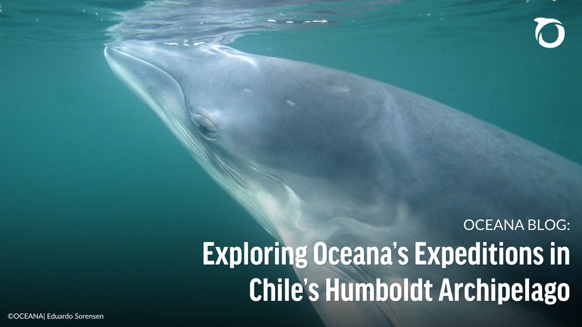 🌊 Dive into the wonders of Chile’s Humboldt Archipelago! 

Explore how Oceana’s expeditions are uncovering rich marine biodiversity—and why protecting this fragile ecosystem is so important. oceana.ly/3YJ788a 🐟🪸