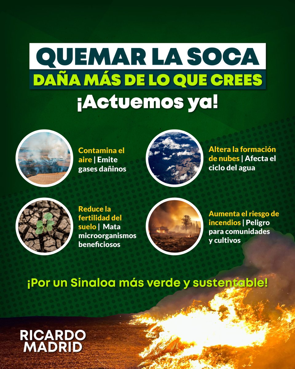 Quemar la soca no es solución, es destrucción: contamina, daña la tierra y pone en riesgo a todos. ¡Actuemos ya por un Sinaloa más verde y sustentable! 🌱👊