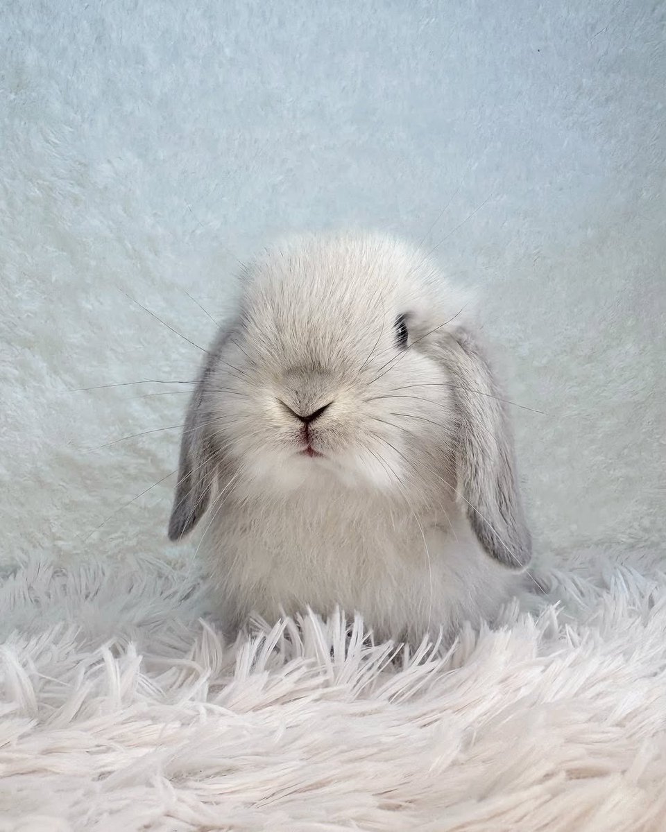 Bunnies tweet media