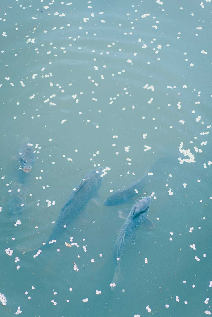 ずっと春がいい