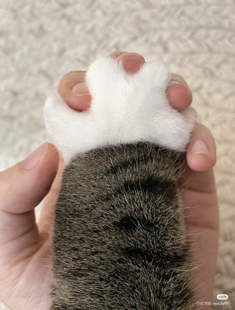 TheCatsX's tweet photo. The cutest paw ever! https://t.co/x4ArWIvarP