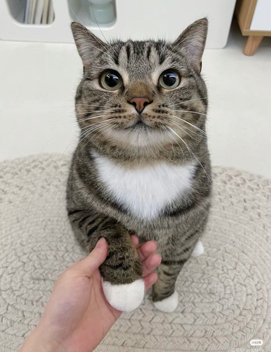 TheCatsX's tweet photo. The cutest paw ever! https://t.co/x4ArWIvarP