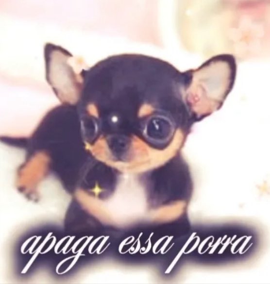 luizaaranhaa's tweet photo. deus abençoe o relacionamento das minhas amigas mas toda vez q vejo um post viro essa porra desse cachorro aq: https://t.co/8GhQUKjTGm