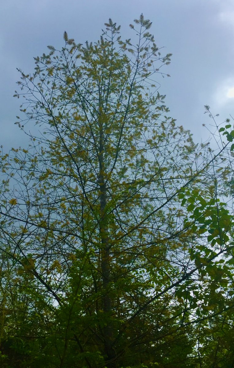 Richard Hamelin (@richamelin) on Twitter photo Our new paper is out in <a href="/GenomeBiolEvol/">GBE (Genome Biology and Evolution)</a> !
🌎How do forest fungal pathogens adapt to climate? We used landscape genomics to uncover genomic adaptations in three pathogens of trees.
<a href="/ubcprez/">Benoit-Antoine Bacon</a> <a href="/UBC/">University of British Columbia</a> <a href="/universitelaval/">Université Laval</a> <a href="/GenomeBC/">GenomeBC</a>
academic.oup.com/gbe/article/17… Our new paper is out in <a href="/GenomeBiolEvol/">GBE (Genome Biology and Evolution)</a> !
🌎How do forest fungal pathogens adapt to climate? We used landscape genomics to uncover genomic adaptations in three pathogens of trees.
<a href="/ubcprez/">Benoit-Antoine Bacon</a> <a href="/UBC/">University of British Columbia</a> <a href="/universitelaval/">Université Laval</a> <a href="/GenomeBC/">GenomeBC</a>
academic.oup.com/gbe/article/17…